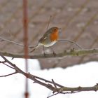 Vogel im Garten