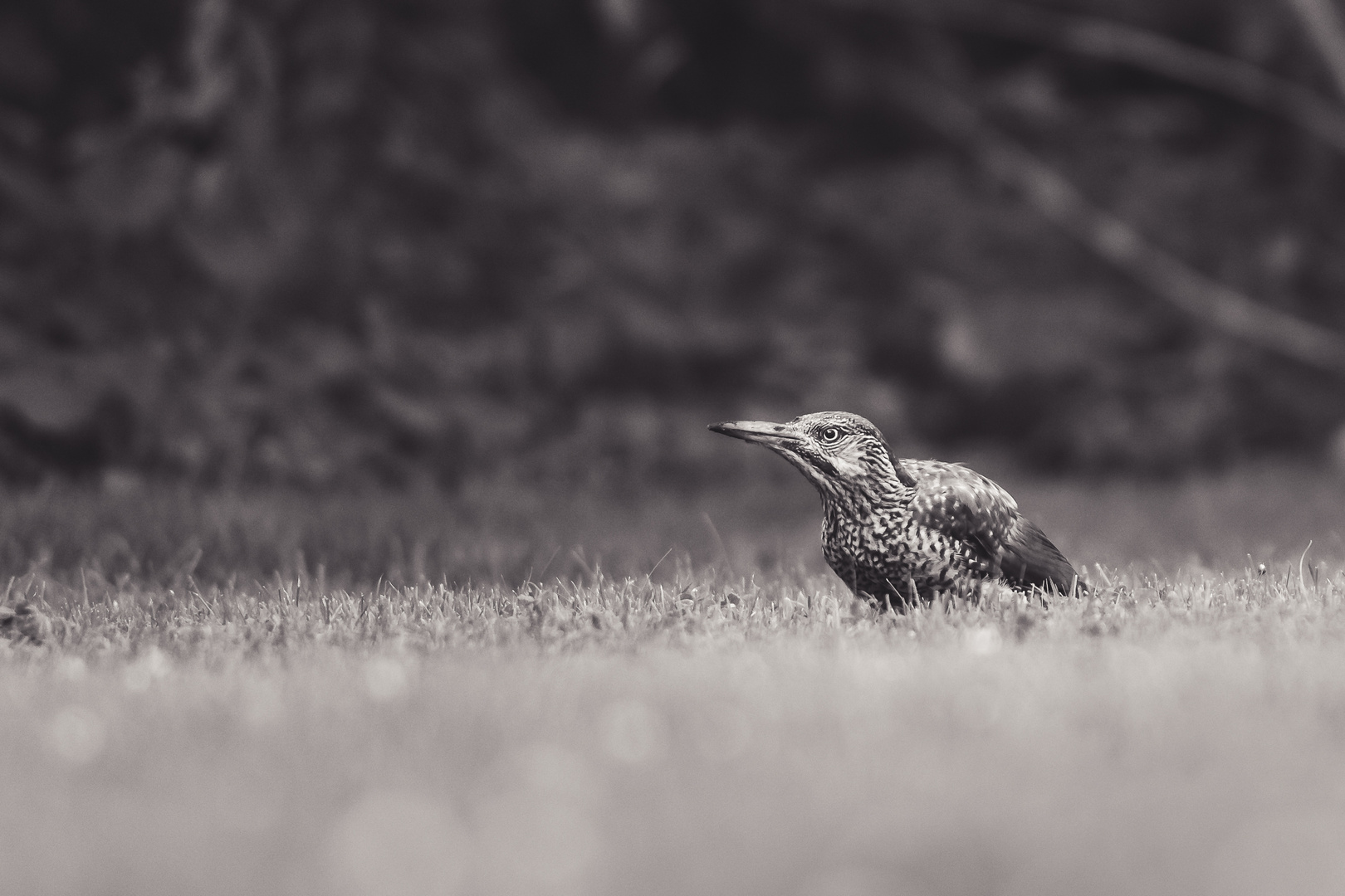 Vogel im Garten