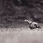 Vogel im Garten