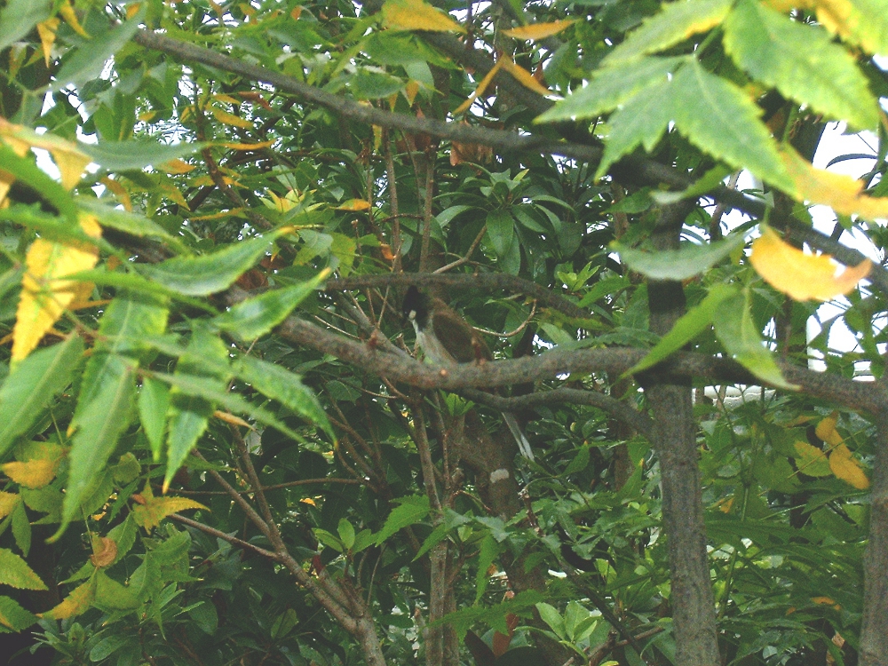 Vogel im Gebüsch