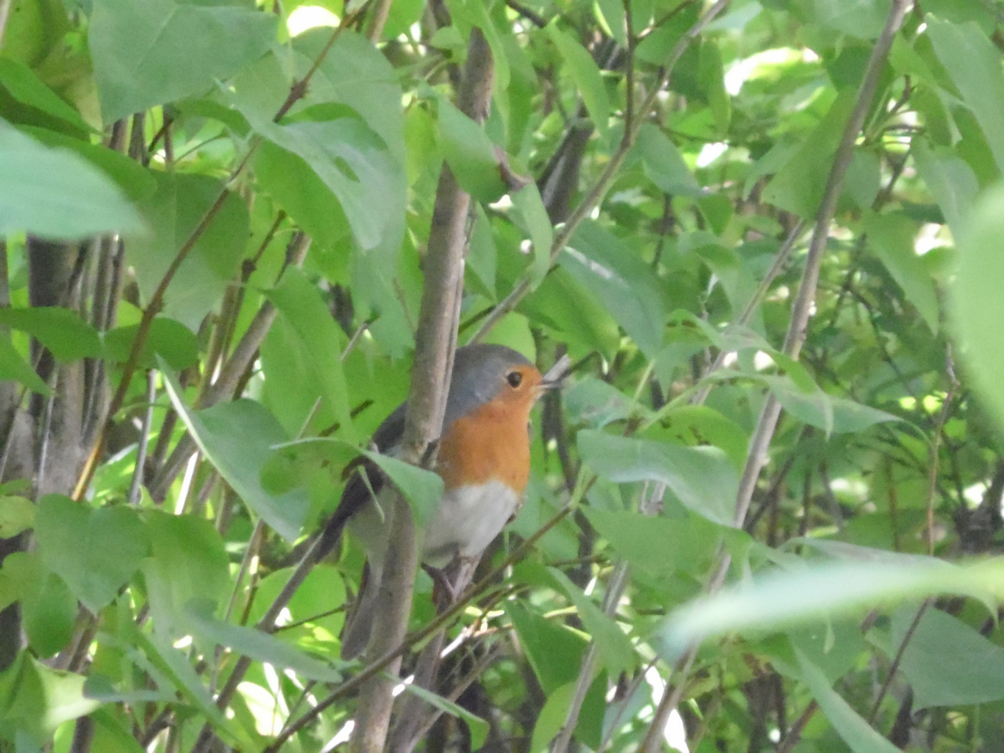 Vogel im Gebüsch