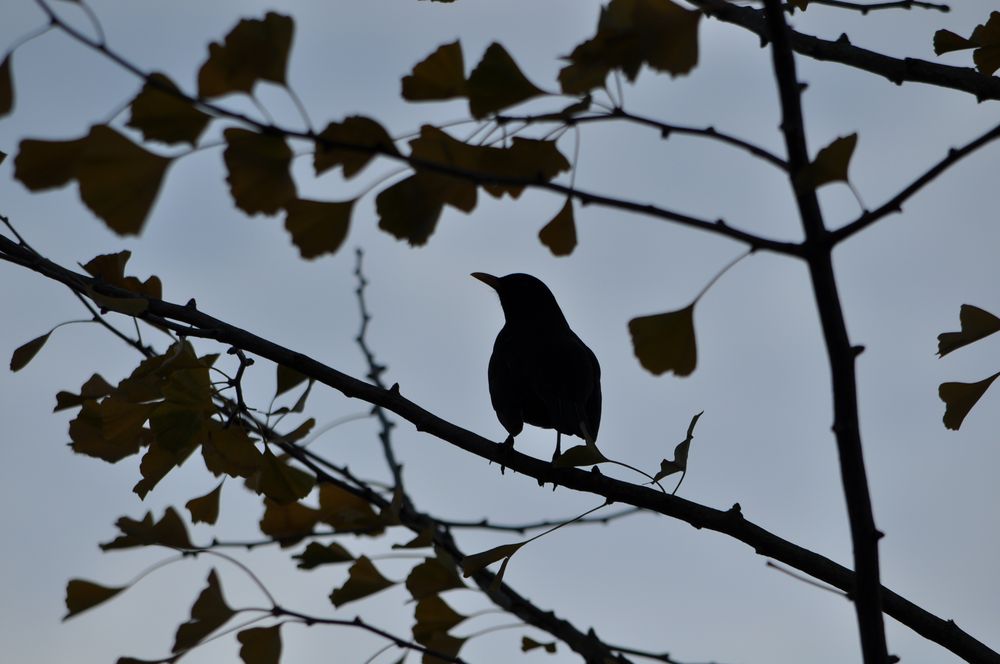 Vogel im Gegenlicht