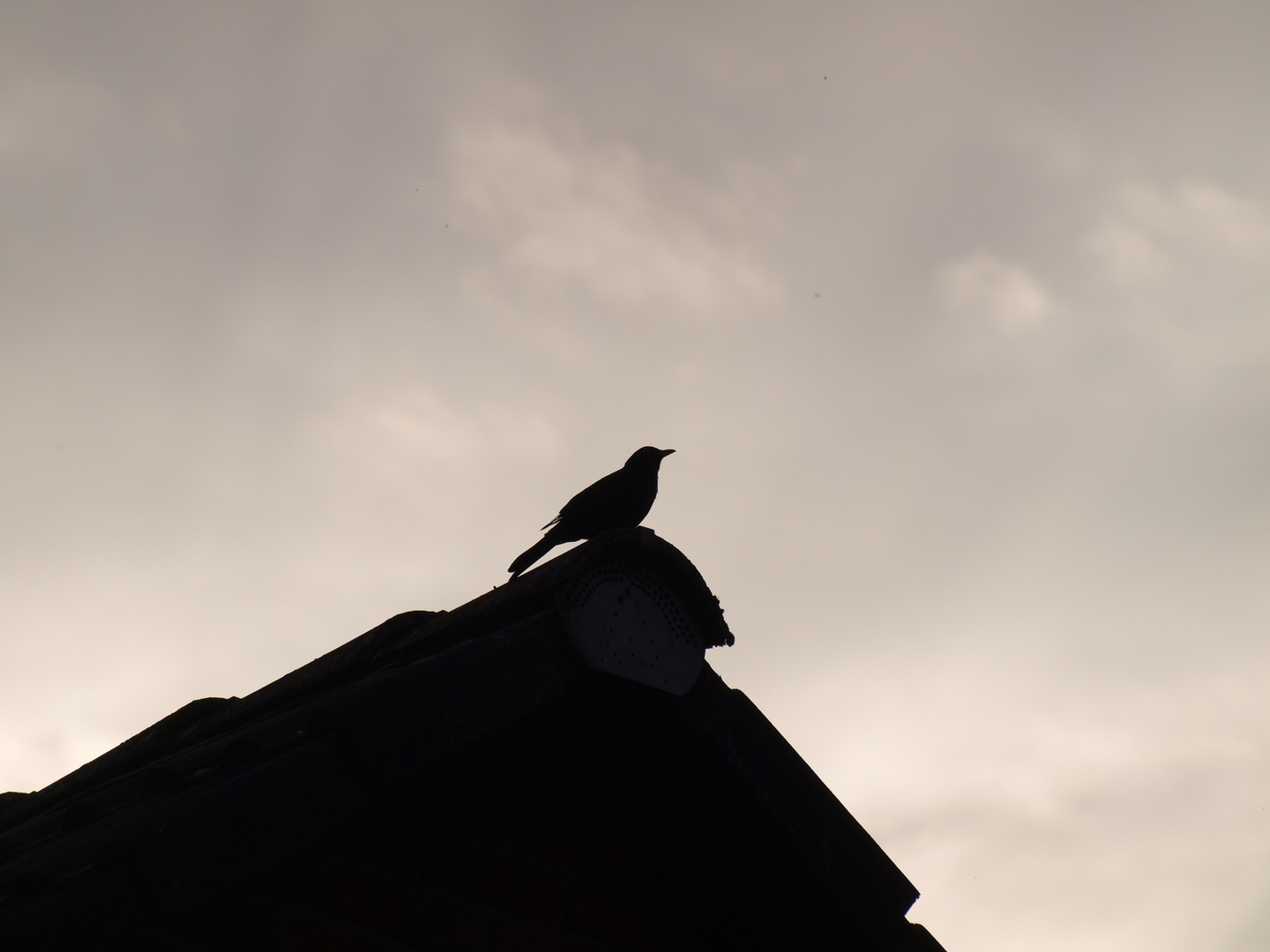 Vogel im Gegenlicht