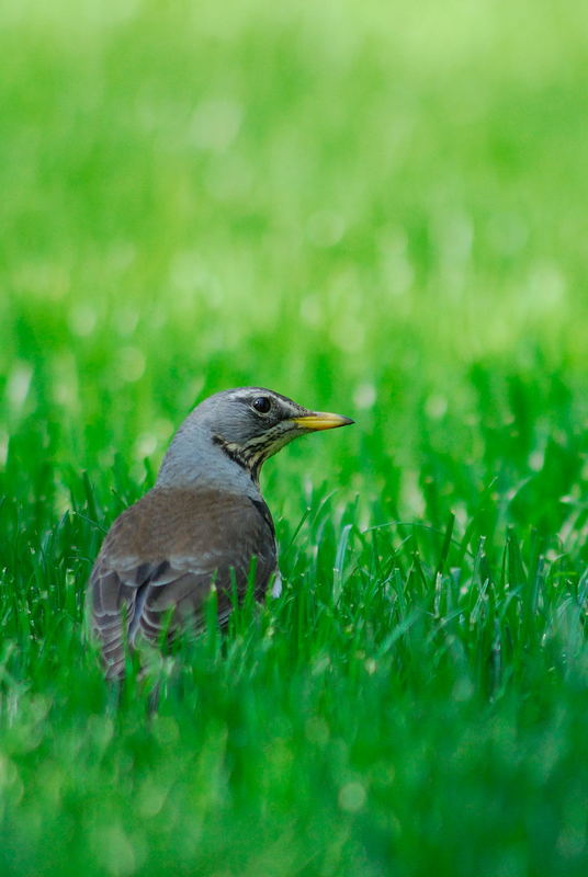 Vogel im Gras