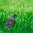 Vogel im Gras