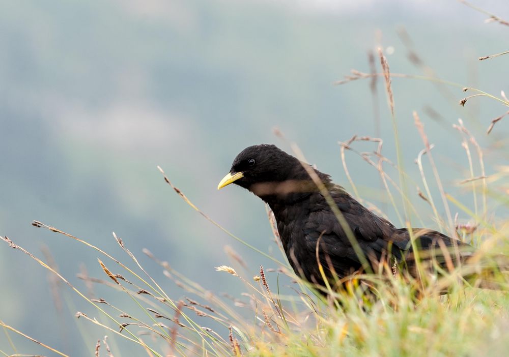 Vogel im Gras