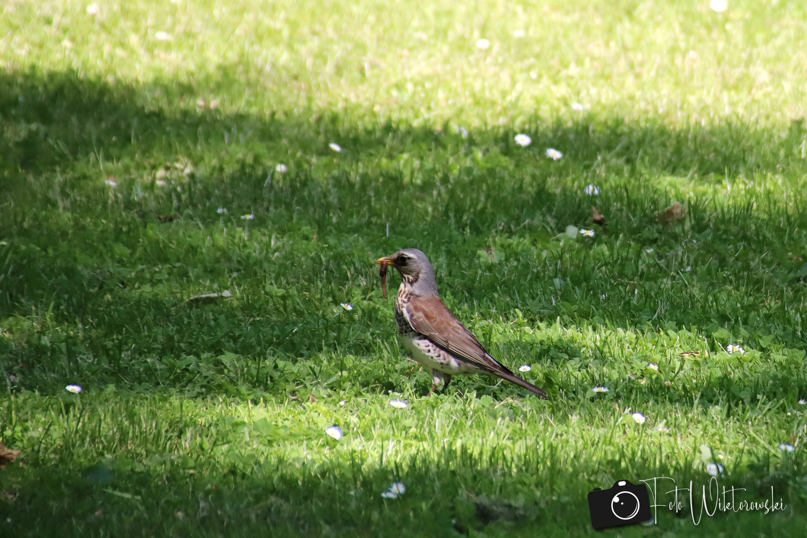 VOGEL IM GRAS