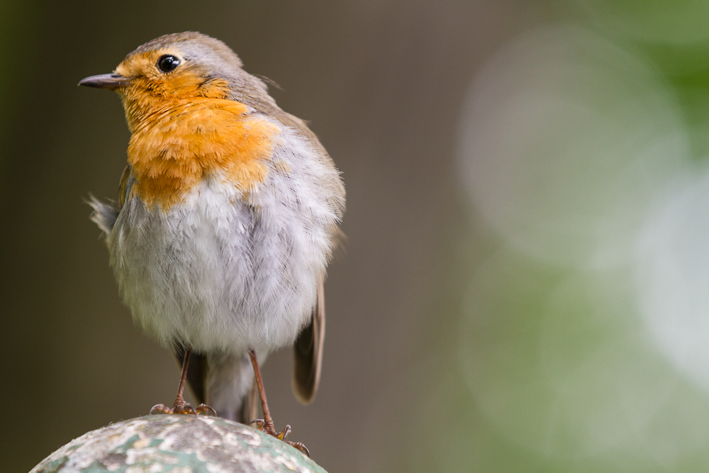 Vogel im Grunewald