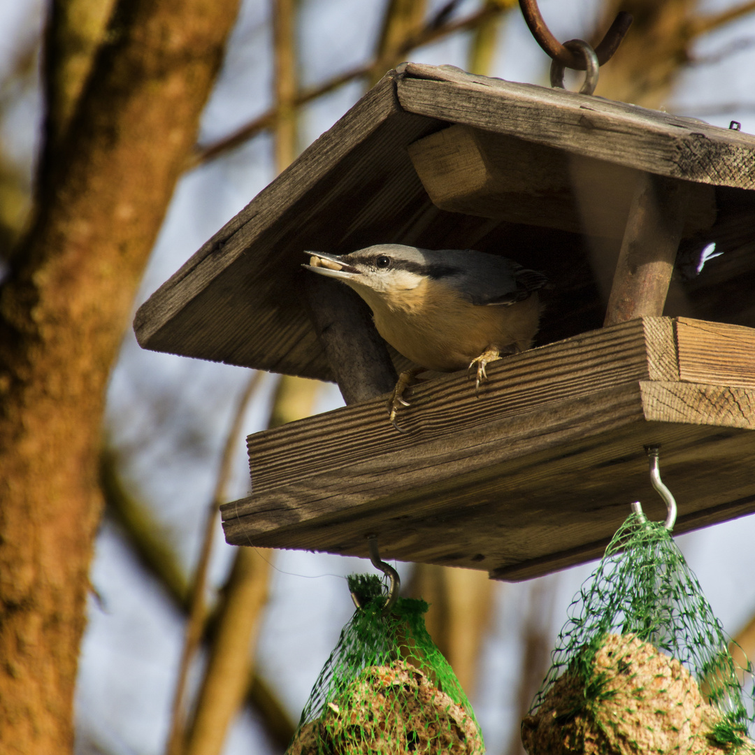 Vogel im Häuschen