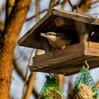 Vogel im Häuschen