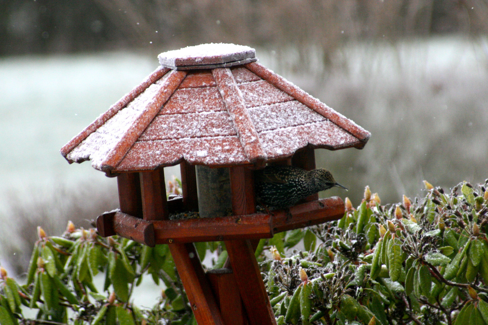 Vogel im Haus