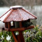 Vogel im Haus