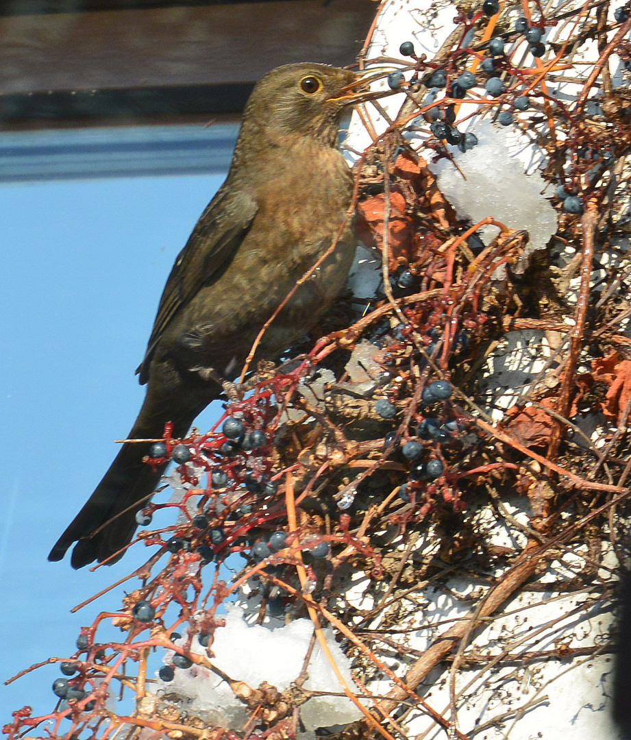 Vogel im Herbst