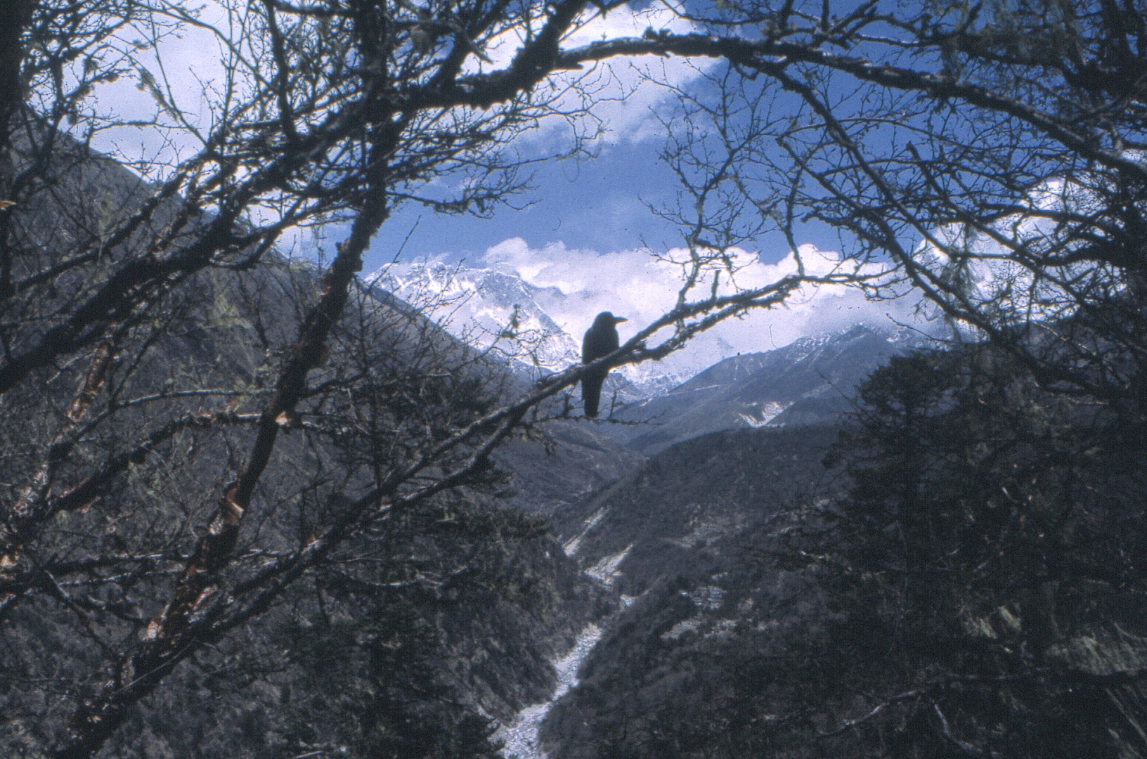 Vogel im Himalaya