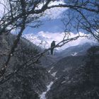 Vogel im Himalaya