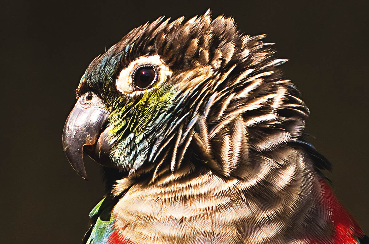 Vogel im Jardin del Papagayo, Spanien