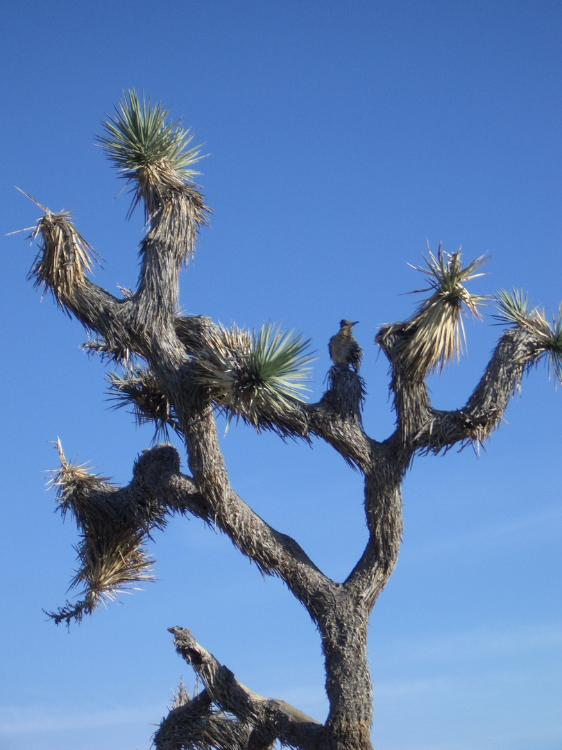 Vogel im Joshua Tree