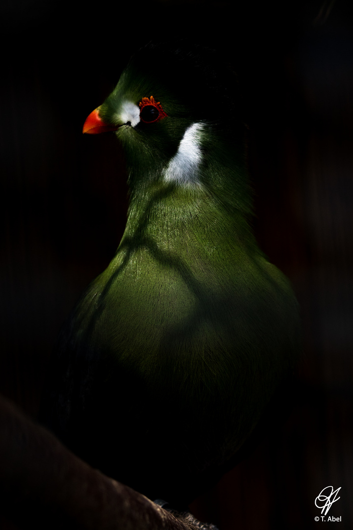 Vogel im Käfig