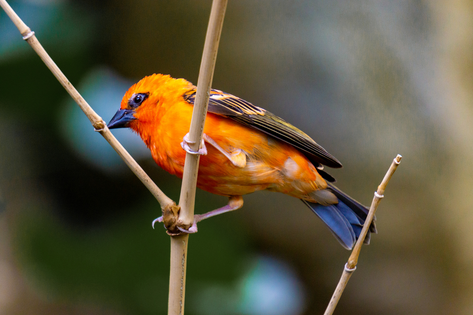 Vogel im Karlsruher Zoo