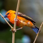 Vogel im Karlsruher Zoo