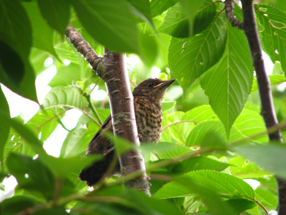 Vogel im Kirschbaum