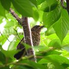 Vogel im Kirschbaum