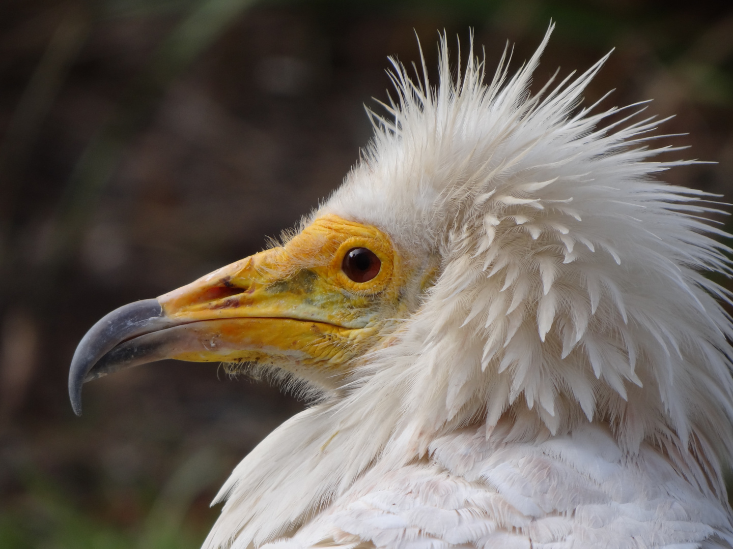 Vogel im Kölner Zoo