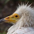 Vogel im Kölner Zoo