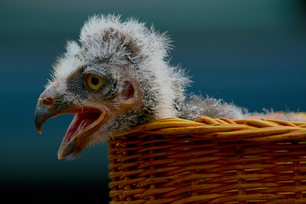 Vogel im Korb