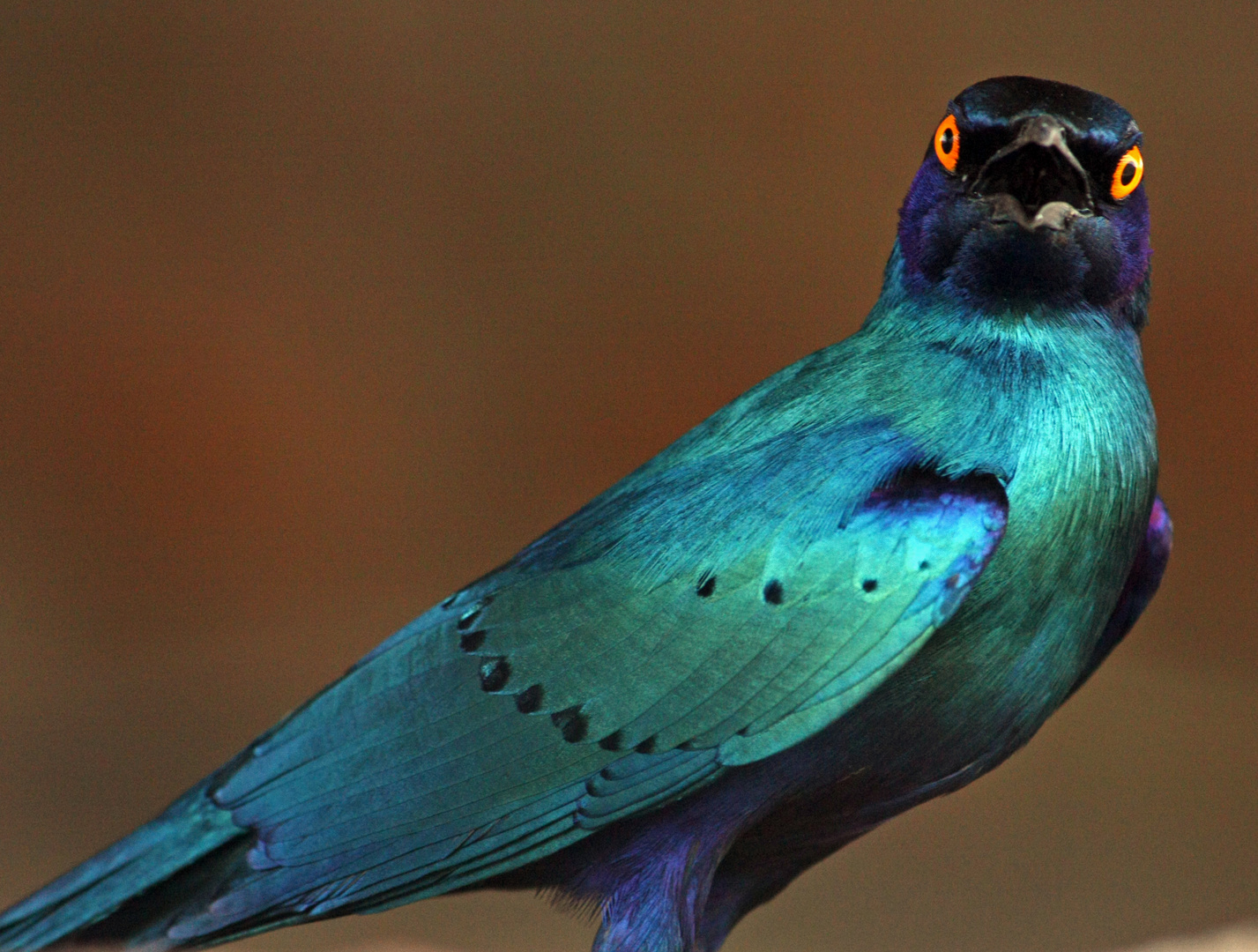 Vogel im Kruger Park