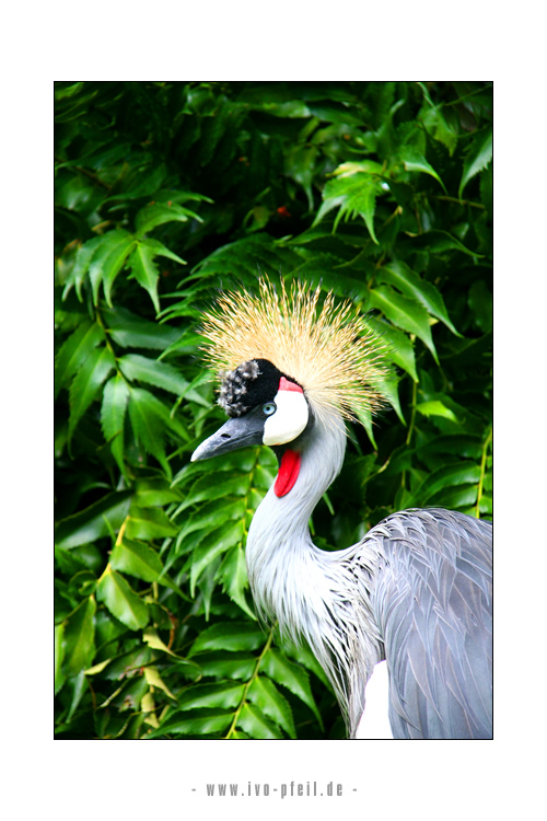 Vogel im Loro Parque Teneriffa 01