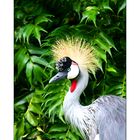 Vogel im Loro Parque Teneriffa 01