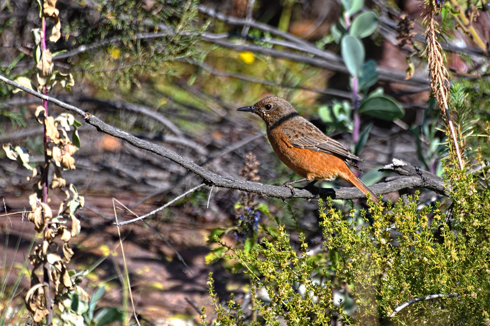 Vogel im Marakele Nationalpark.