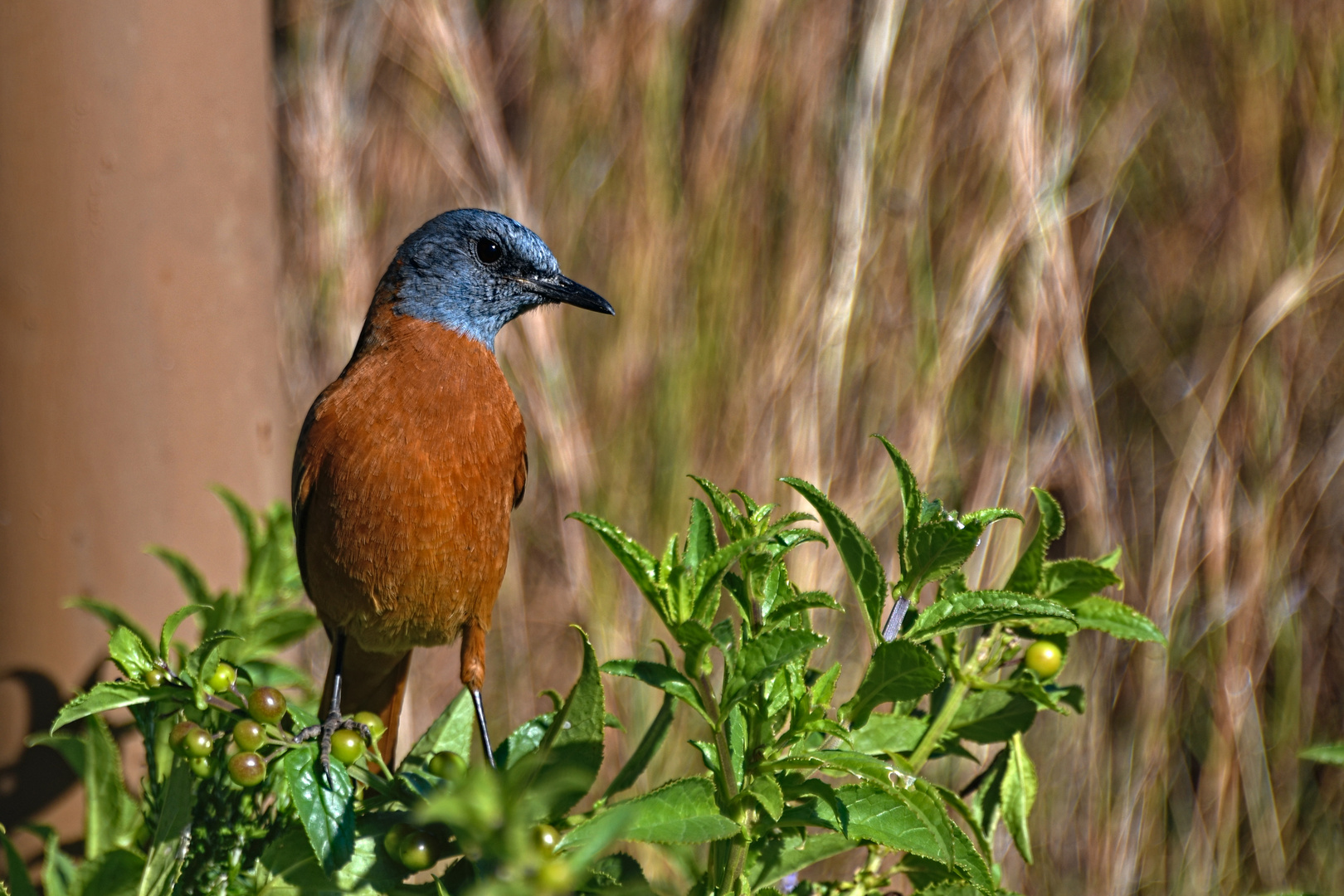 Vogel im Marakele Nationalpark.