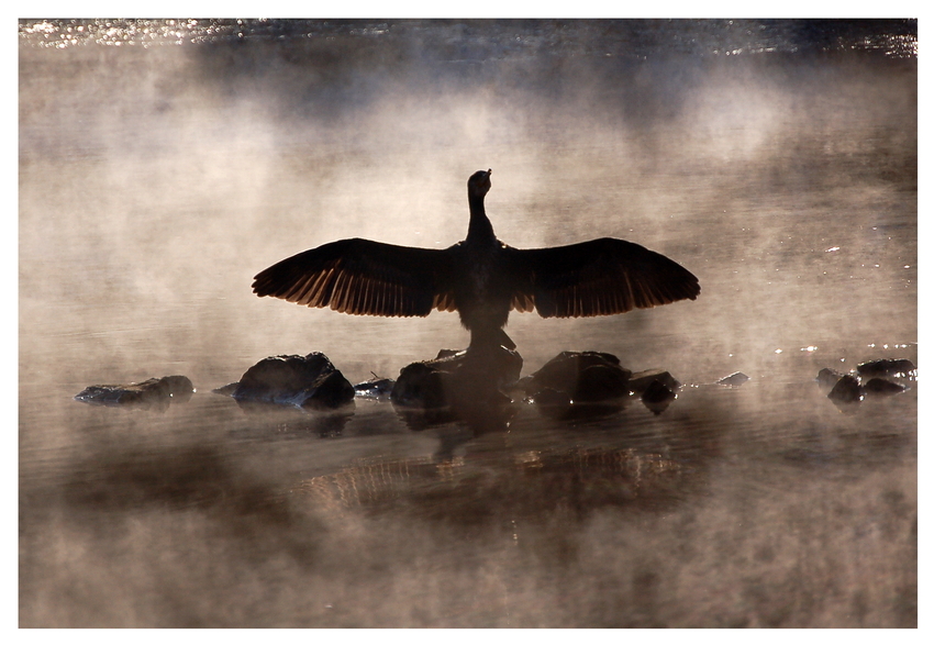 Vogel im Nebel