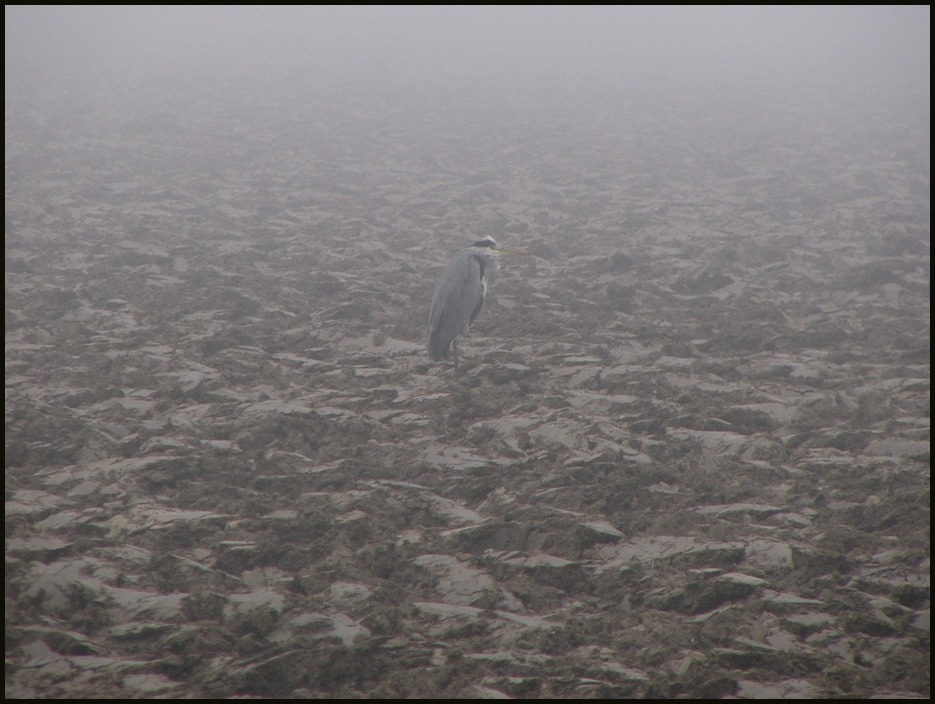 Vogel im Nebel