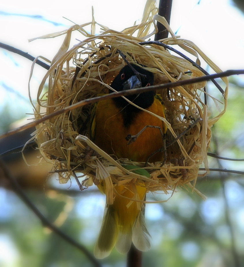 Vogel im Nest