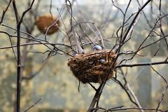 Vogel im Nest