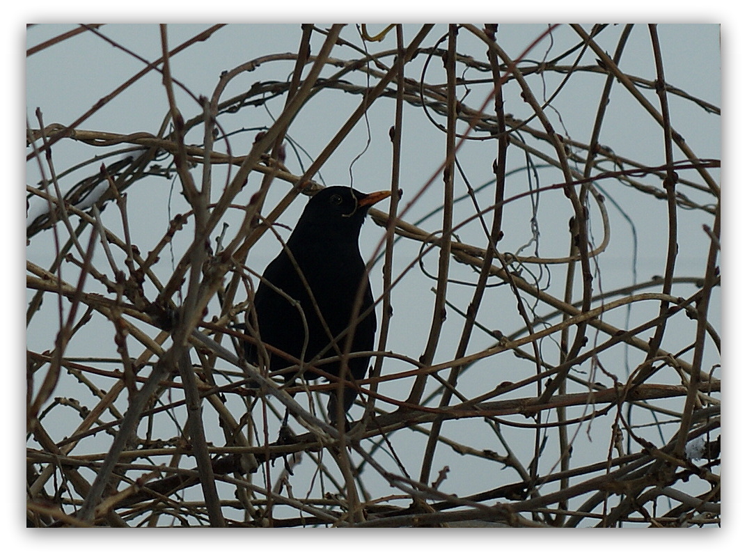 Vogel im Netzwerk :)))