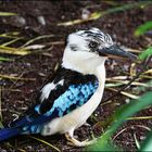 Vogel im Oasis Park auf Fuerteventura