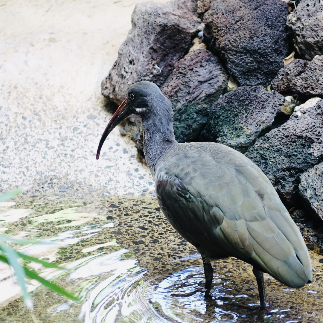 Vogel im Oasispark Fuerteventura 