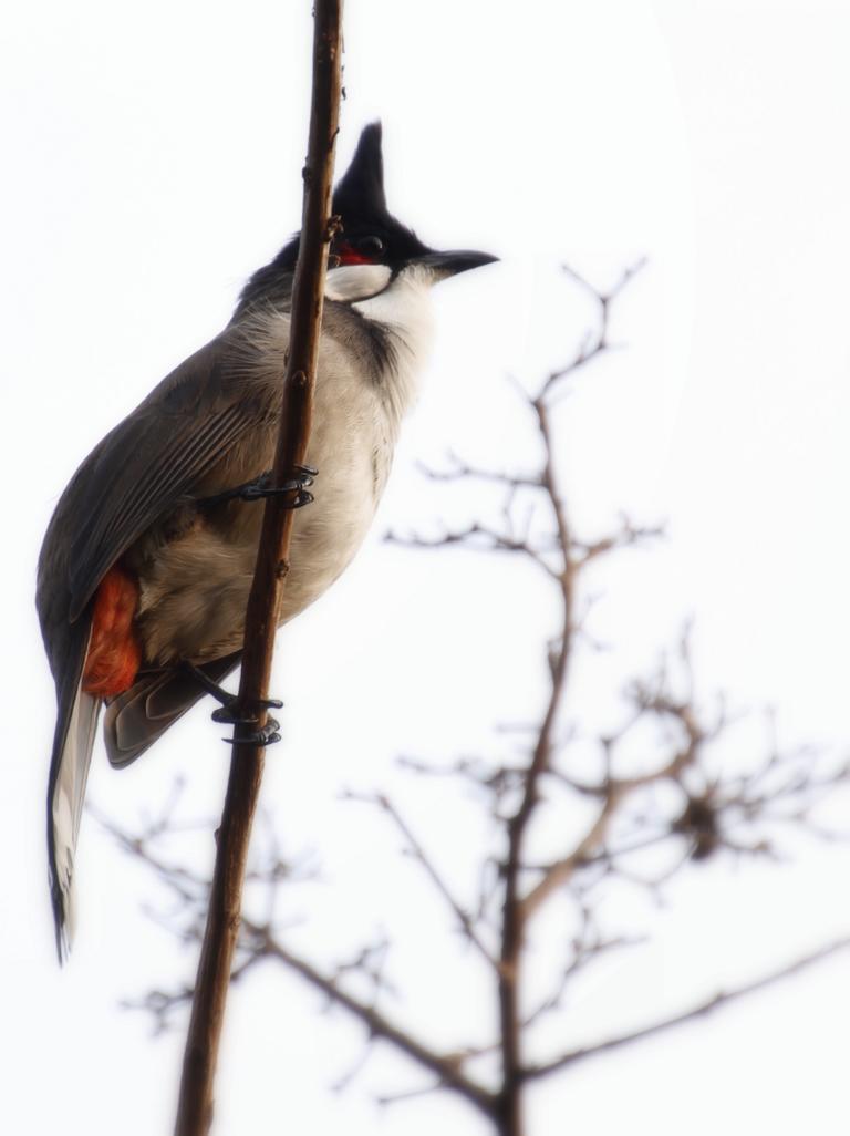 Vogel im Park