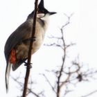 Vogel im Park