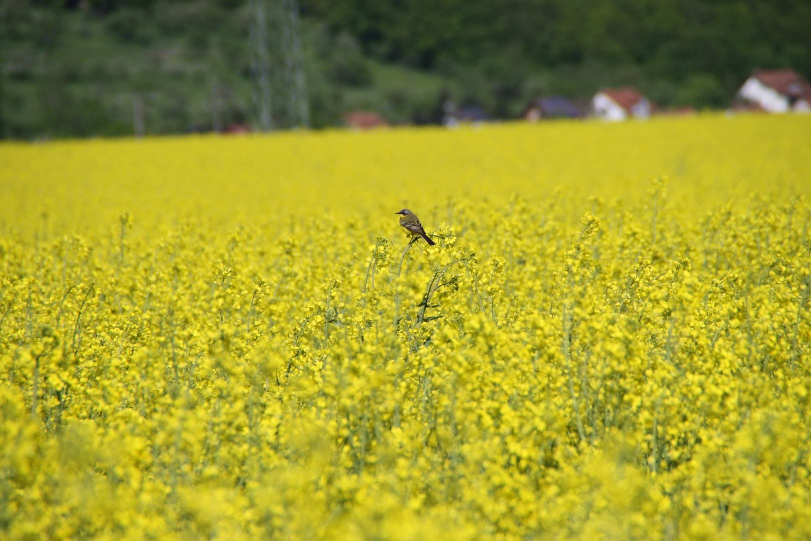 Vogel im Raps