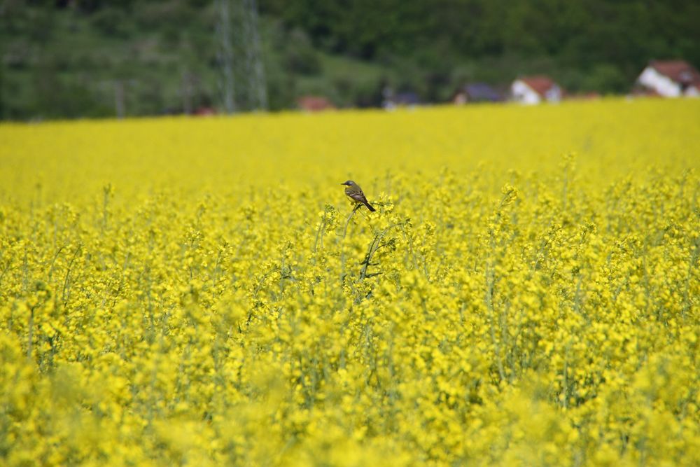 Vogel im Raps von 19Sabi83 