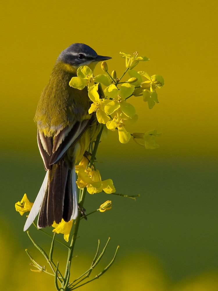 Vogel im Raps