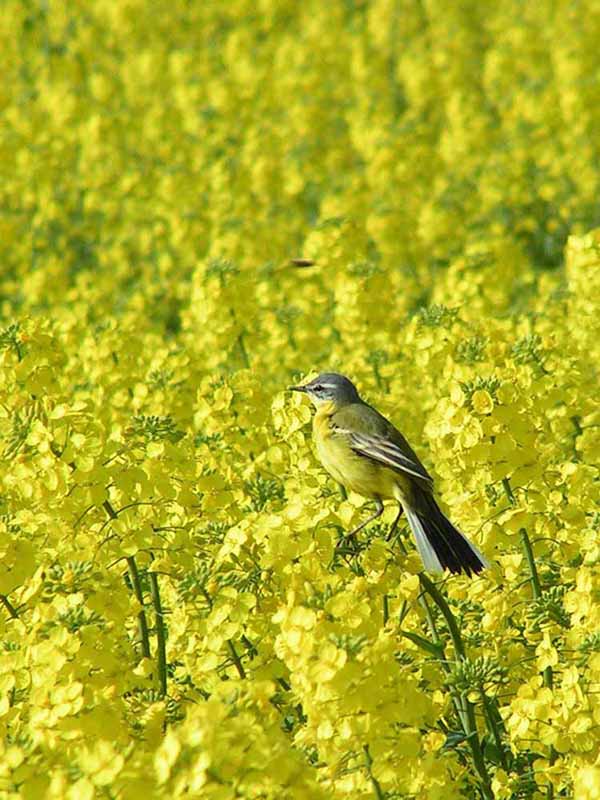 Vogel im Raps