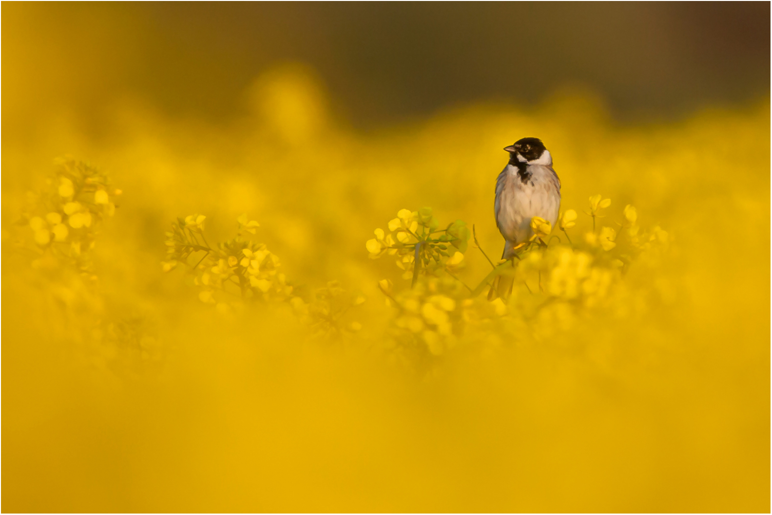 Vogel im Rapsfeld