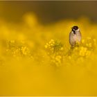 Vogel im Rapsfeld