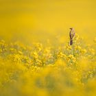 Vogel im Rapsfeld 